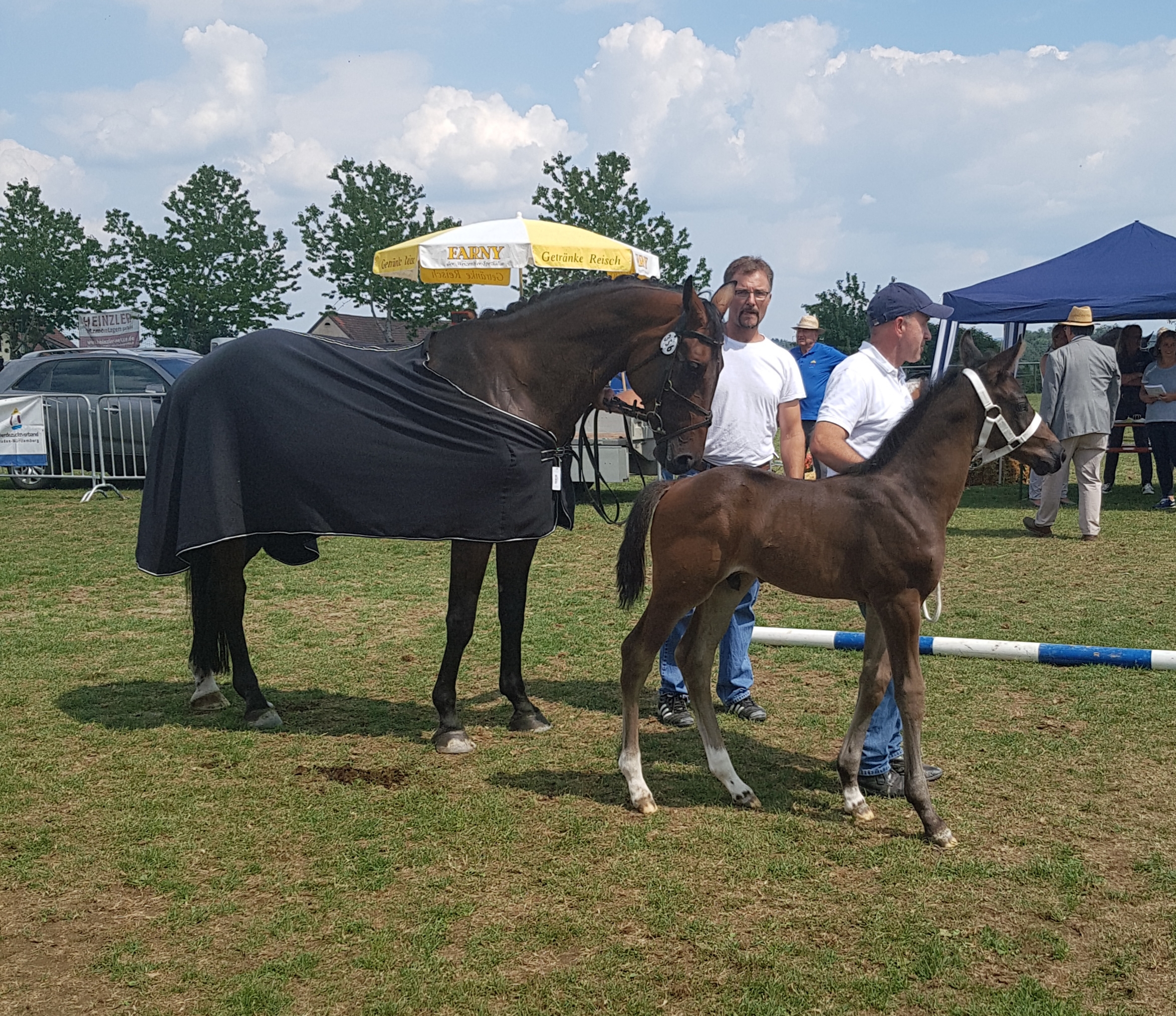 Hickstead-White x Chacco Blue