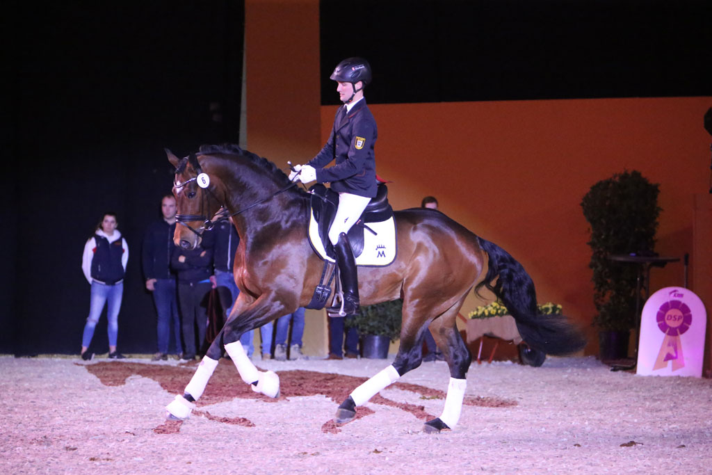 Bourbon stammt ab von Baccardi (Belissimo M) aus einer Mutter von Lissaro. Die Veranlagungsprüfung sowie beide Sportprüfungen hat er mit sehr guten Noten abgelegt. Er ist bereits selbst sporterfolgreich: Reitpferdeprüfung und Dressurpferdeprüfung A gewonnen. Bourbon x Doma 2020 web