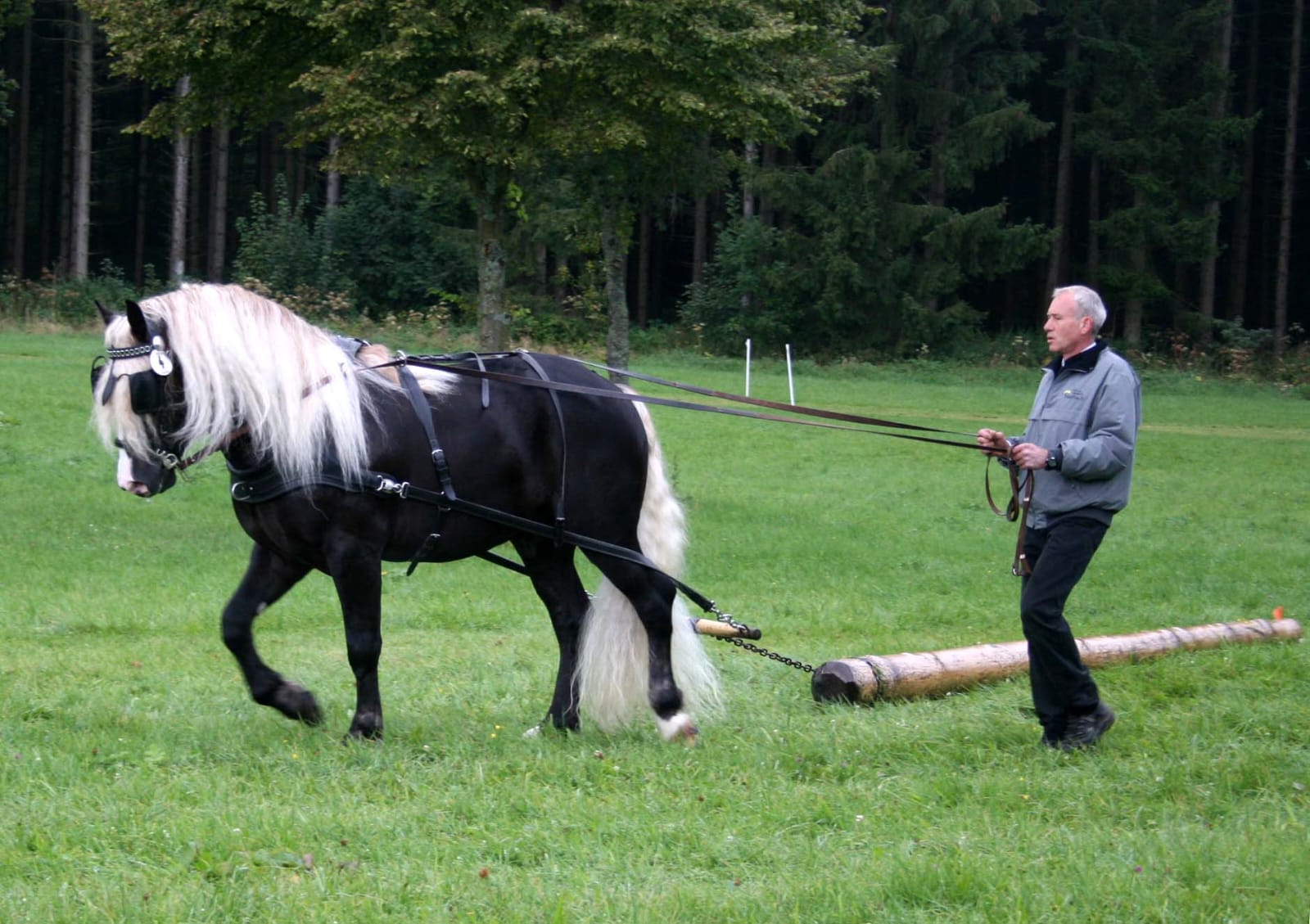 Vento Foto von Goldparmaene