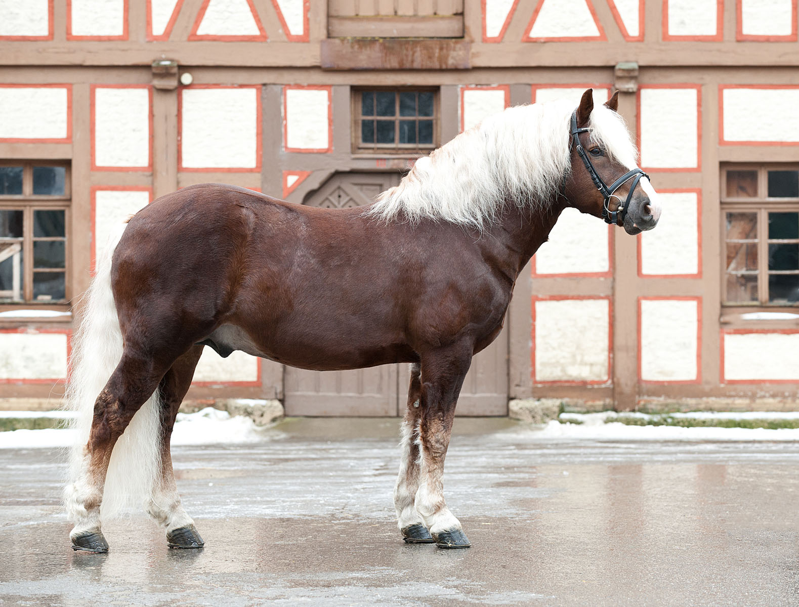 Marcellus